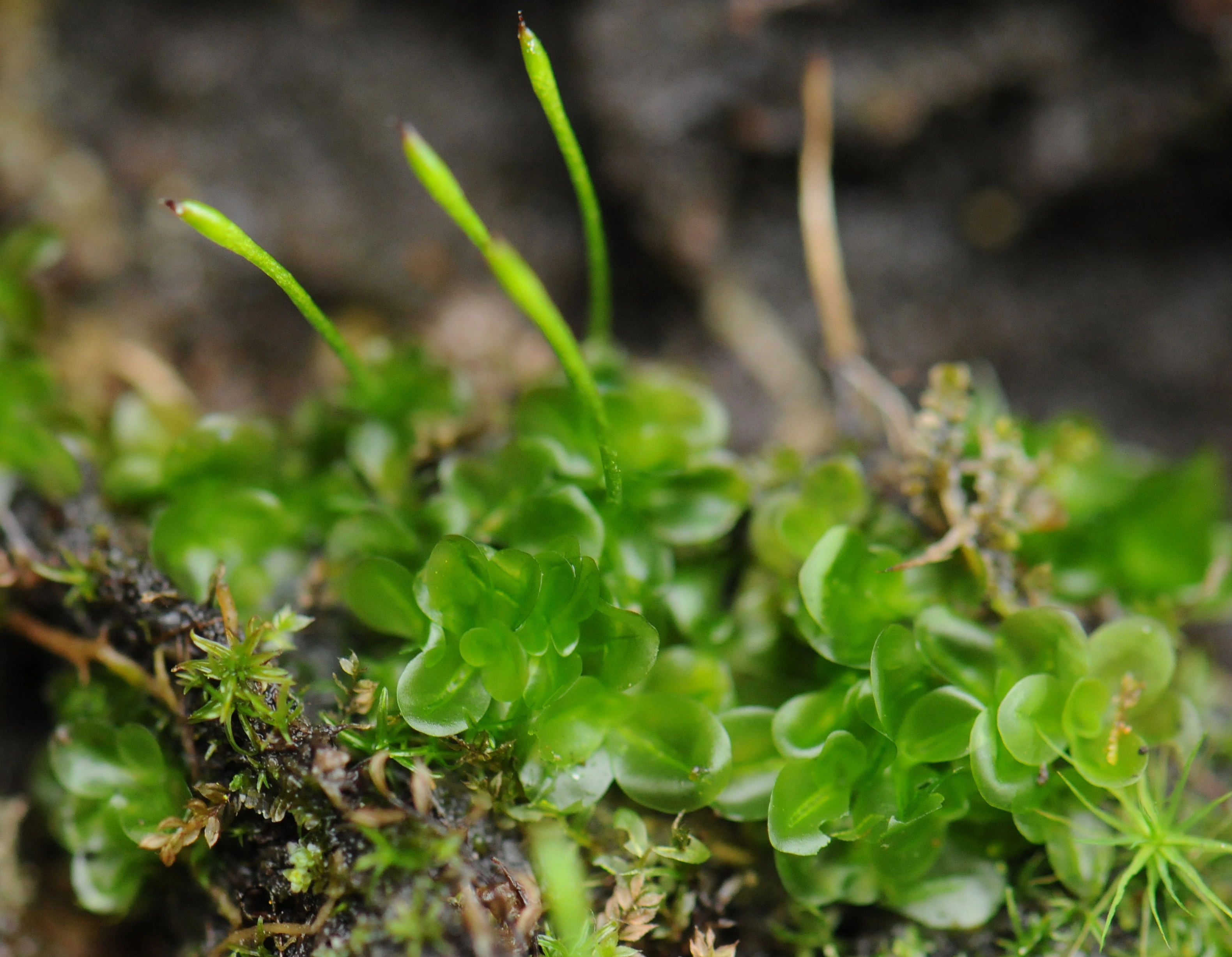 : Oedipodium griffithianum.