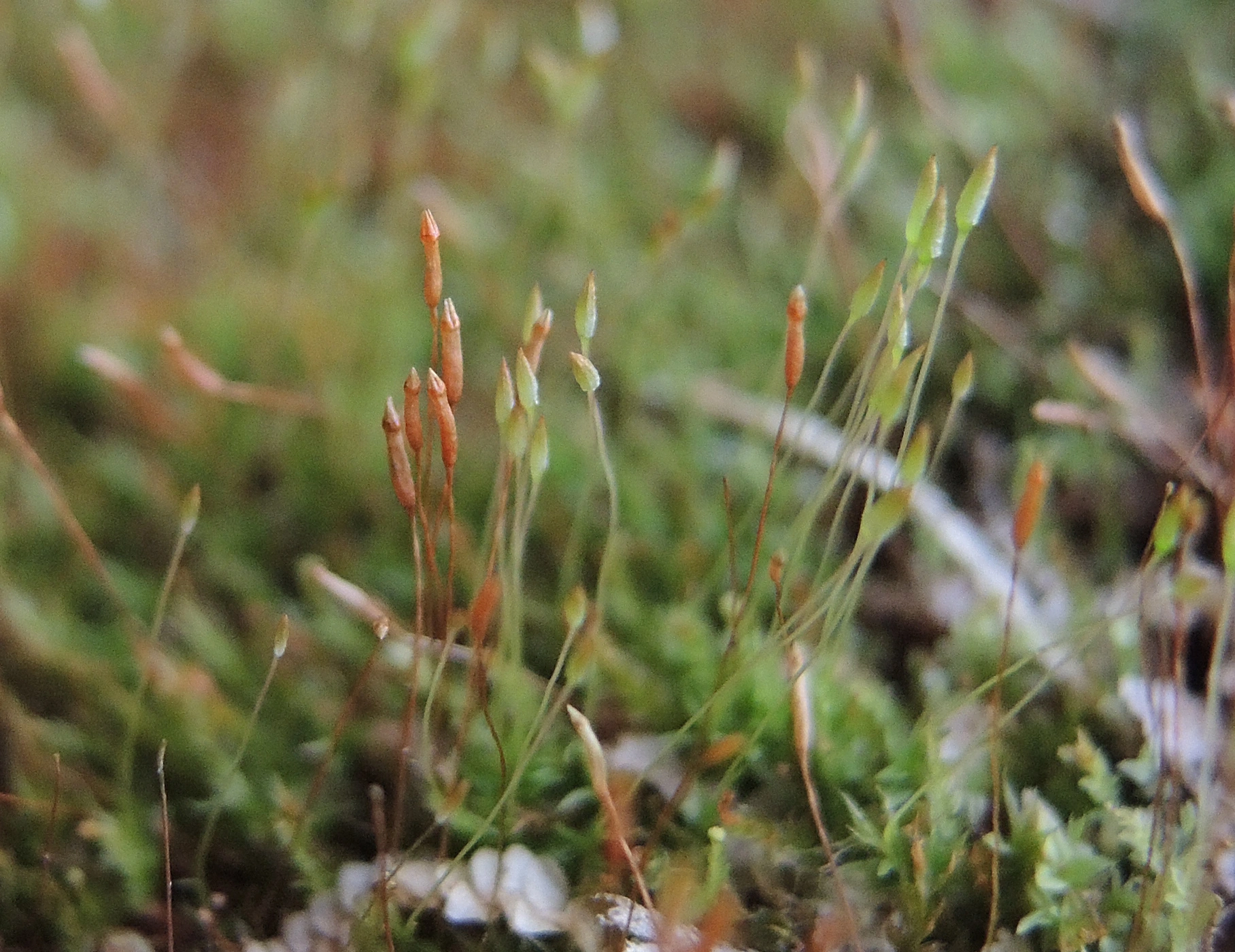 : Tetraphis pellucida.