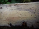 : Resinicium furfuraceum.