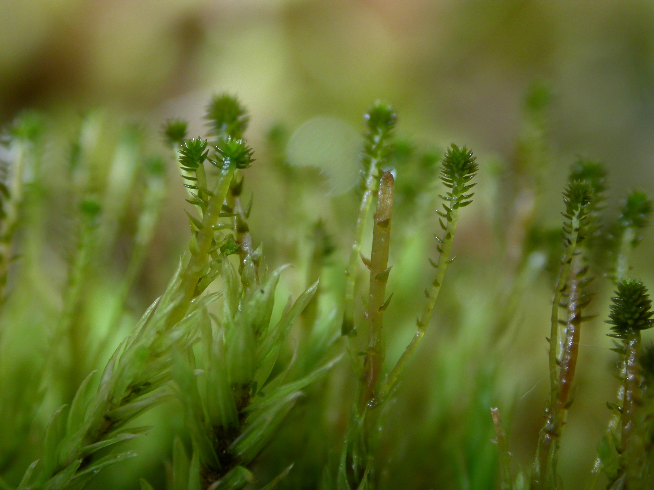 : Aulacomnium palustre.