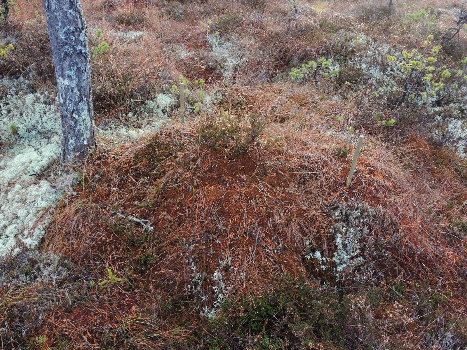 : Sphagnum austinii.