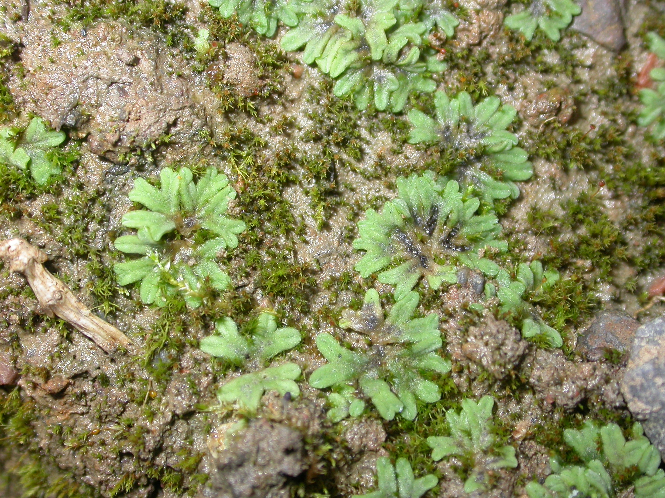 : Riccia sorocarpa.