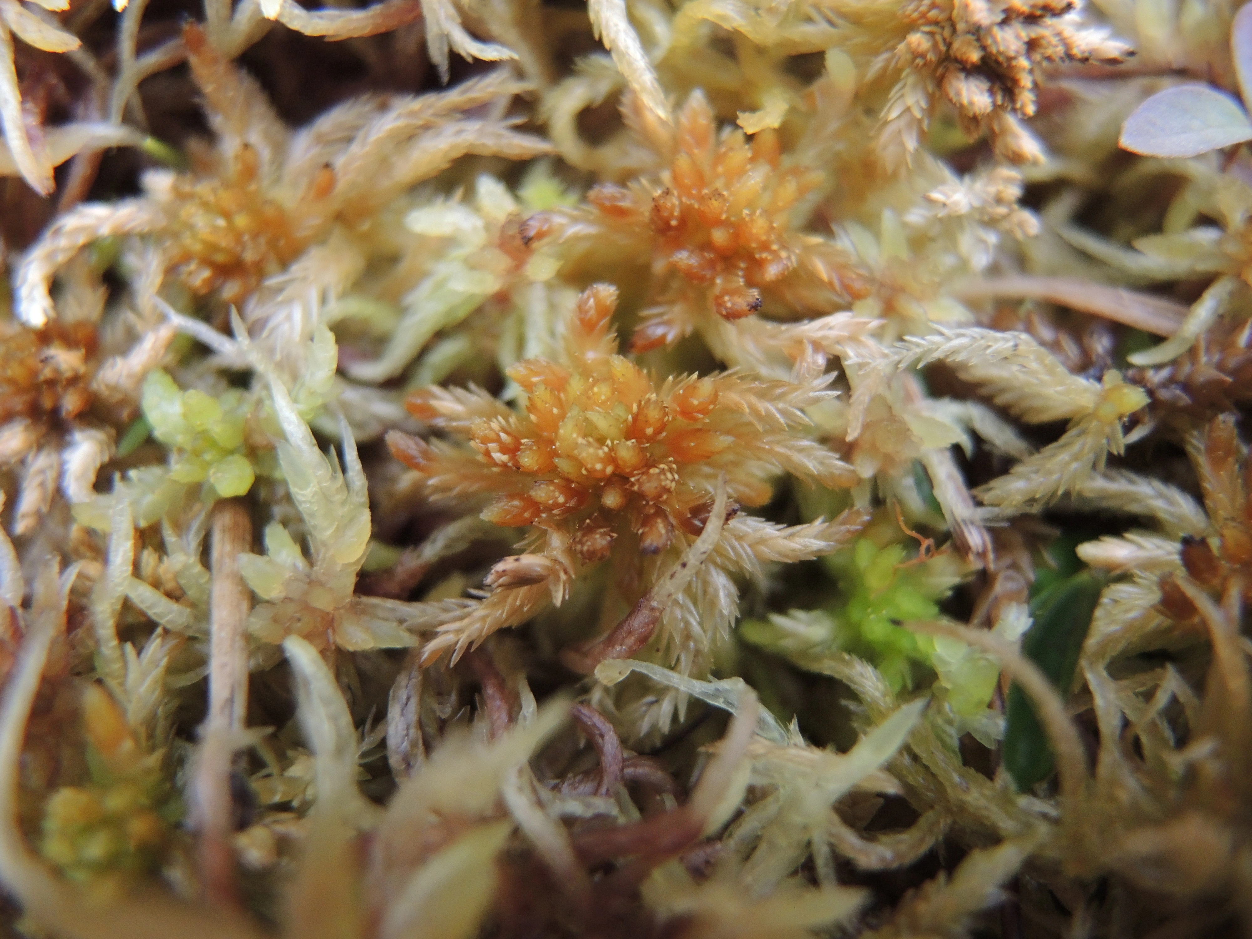 : Sphagnum (Cuspidata) troendelagicum.