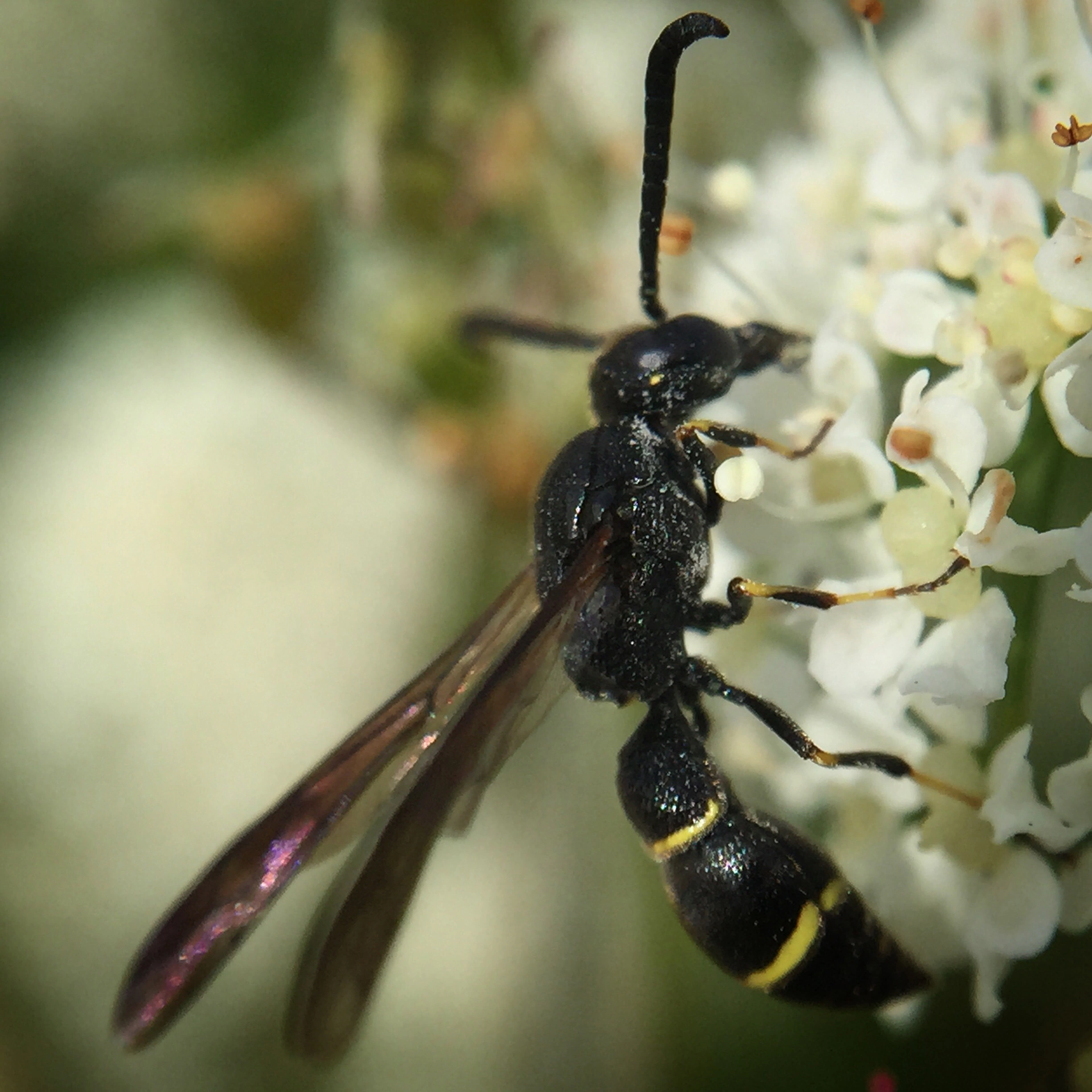 : Symmorphus bifasciatus.