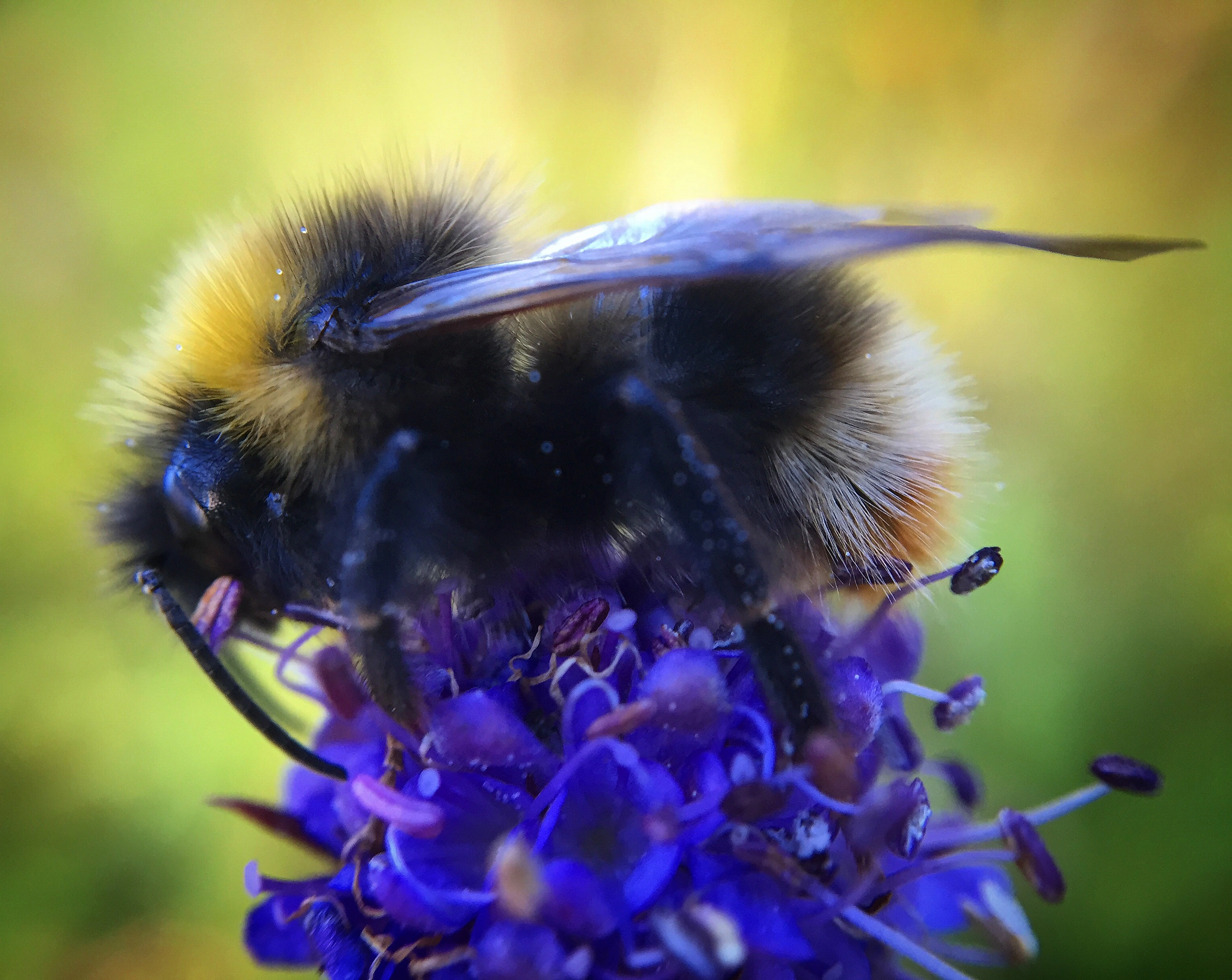 : Bombus quadricolor.