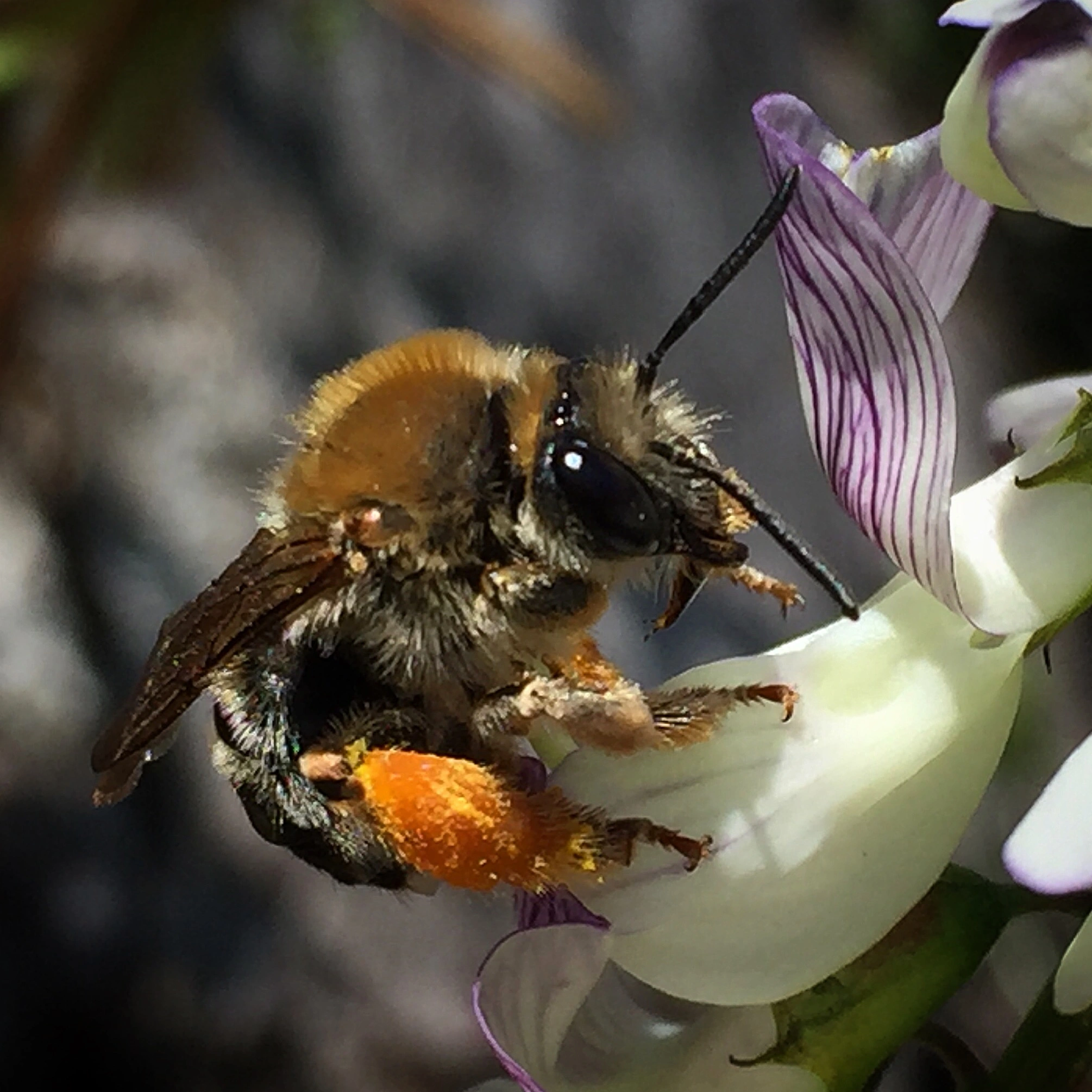 : Eucera longicornis.