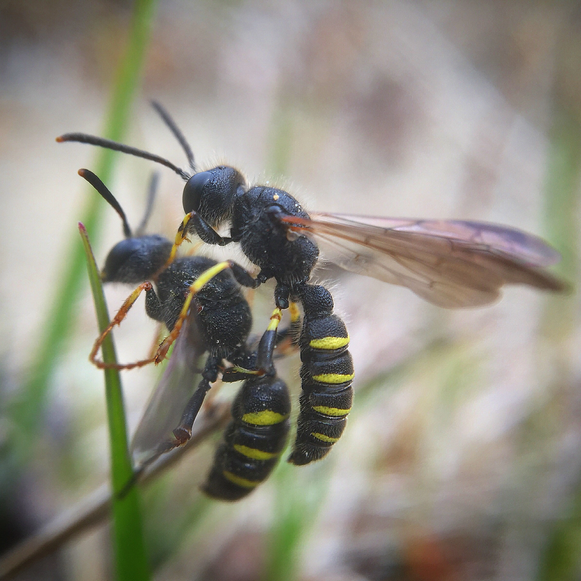 : Cerceris quadrifasciata.