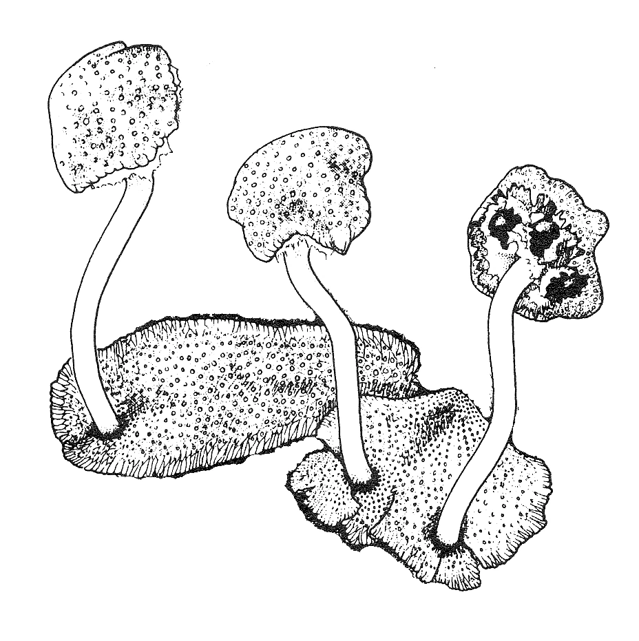 : Marchantiophyta. : Marchantia quadrata.