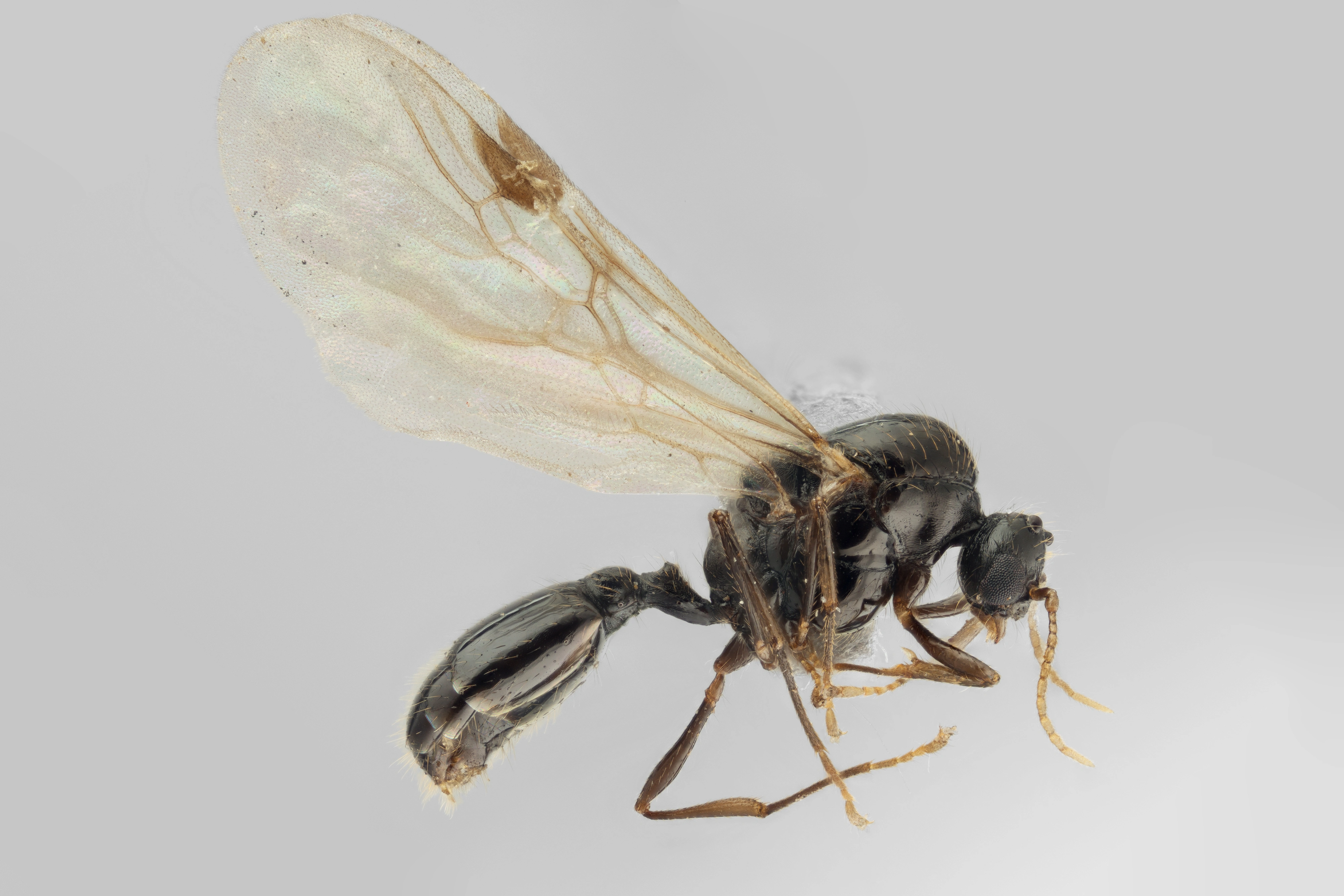 : Solenopsis fugax.