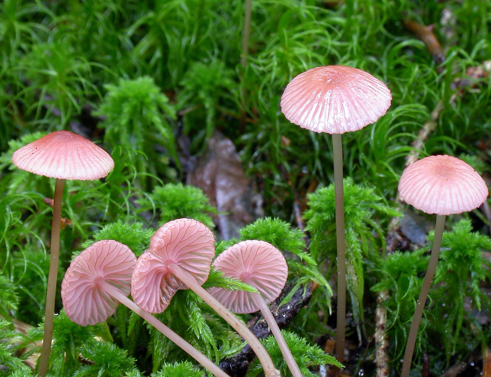 Розовый гриб. Мицена Агариковые. Мицена розовая. Mycena rosea грибы. Гриб Мицена розовая.