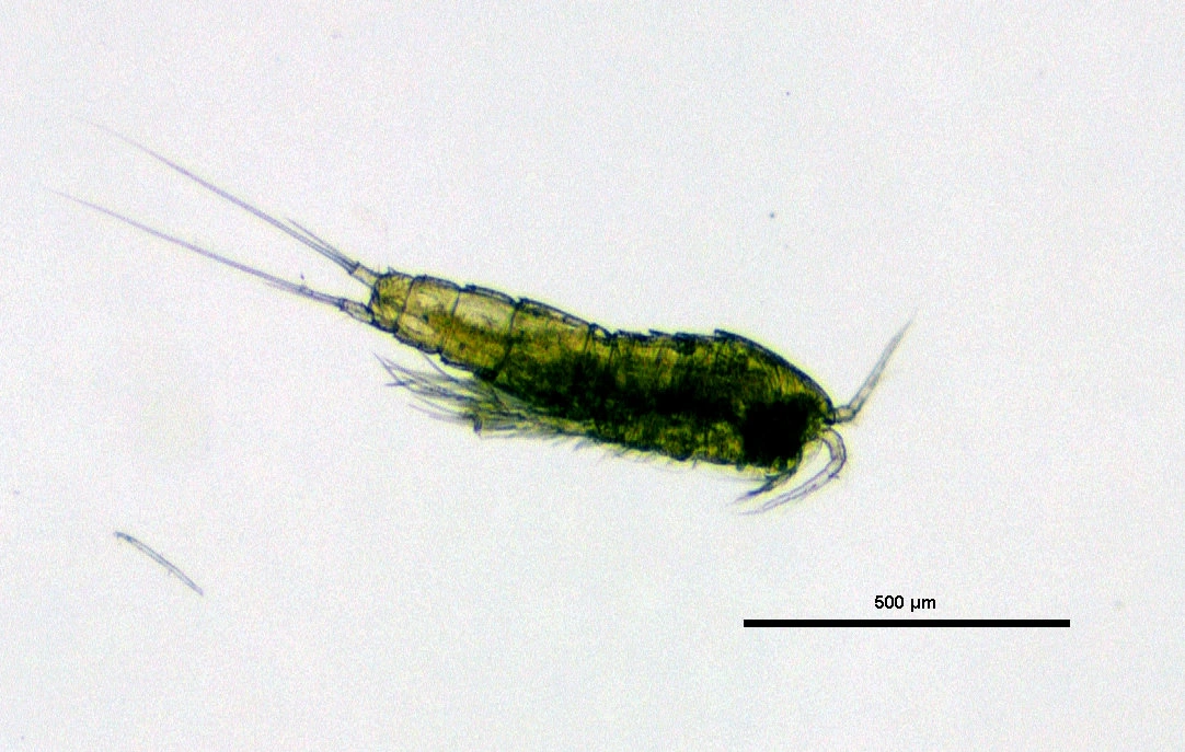 : Canthocamptus microstaphylinus.