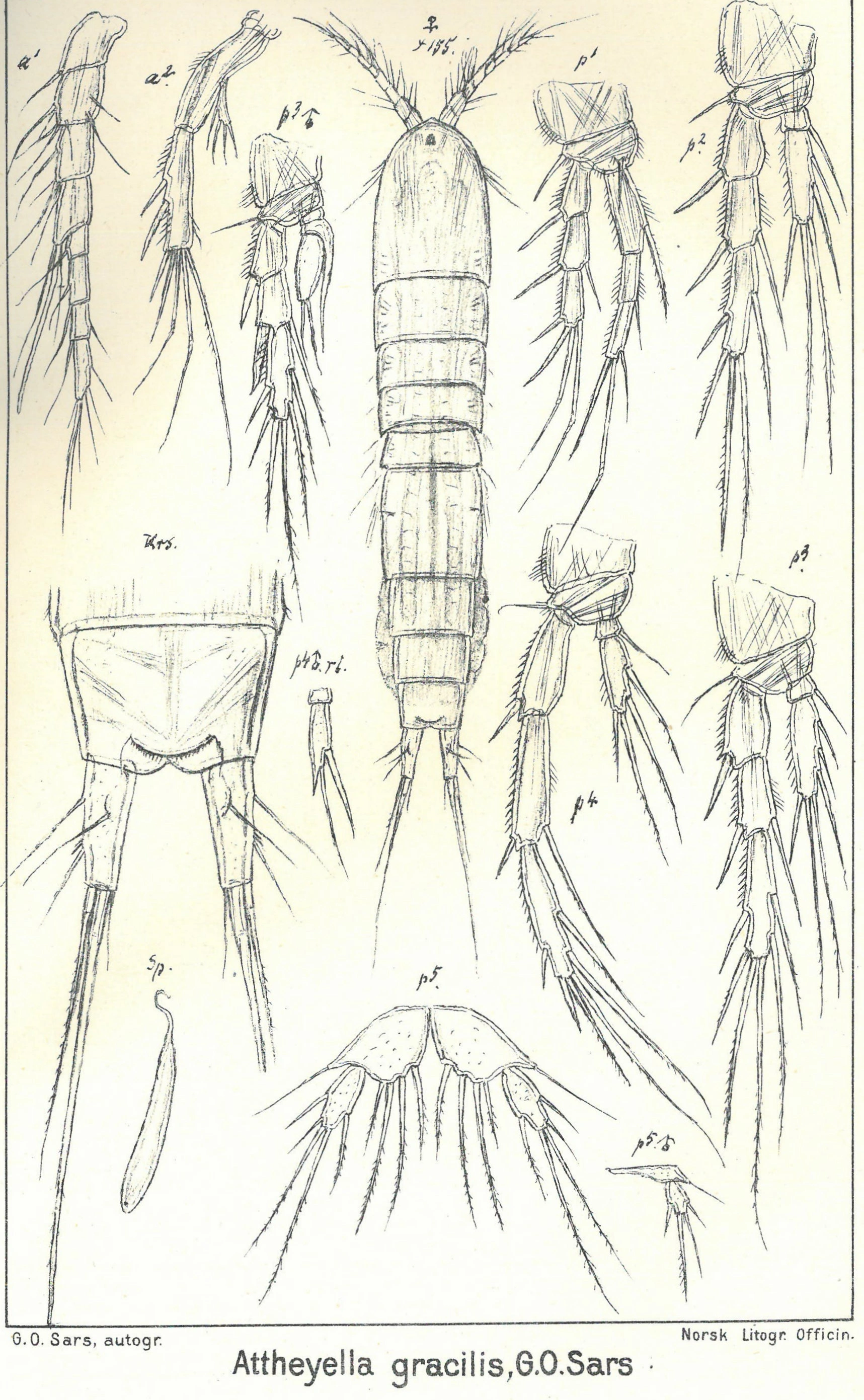 : Elaphoidella gracilis.