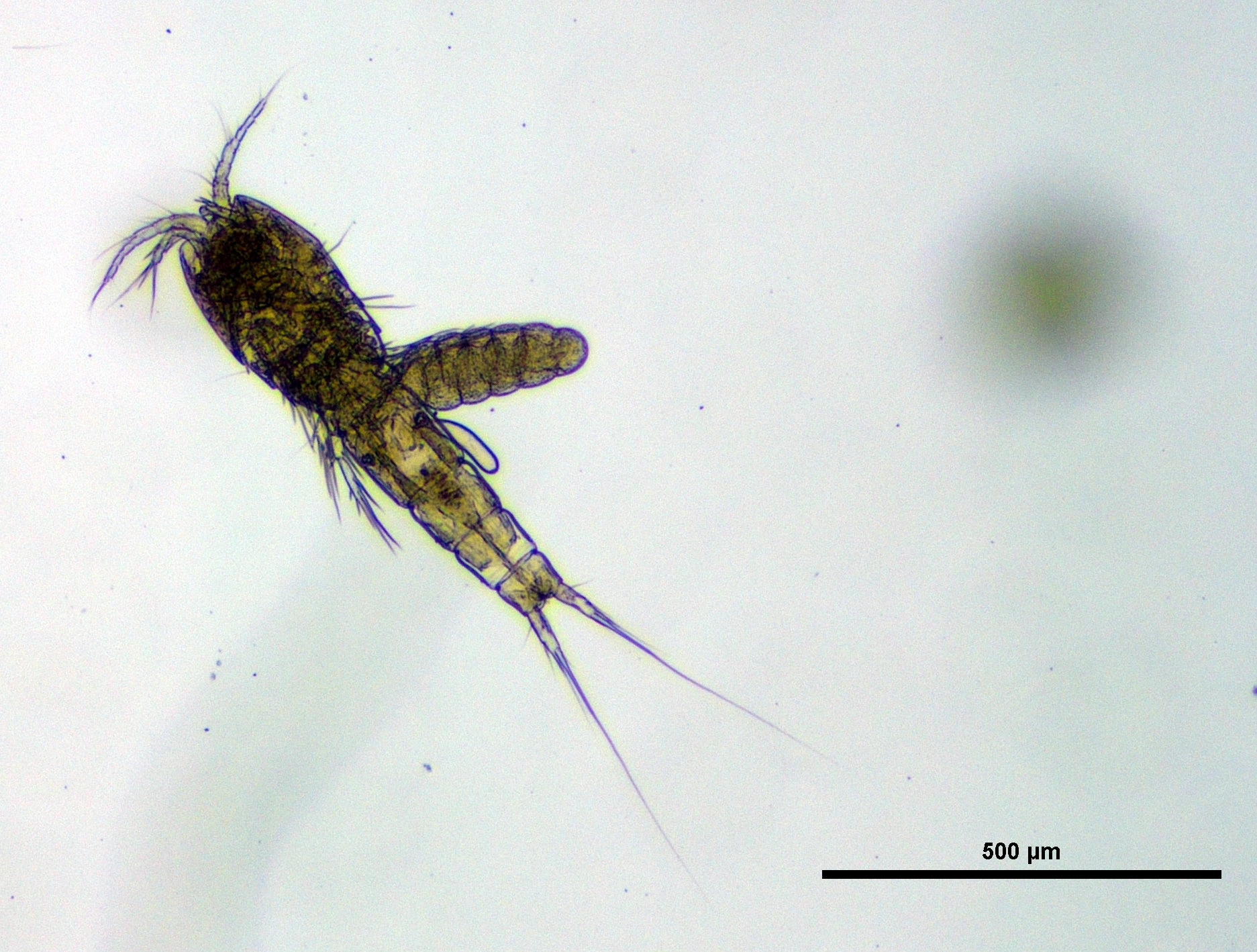 : Elaphoidella gracilis.