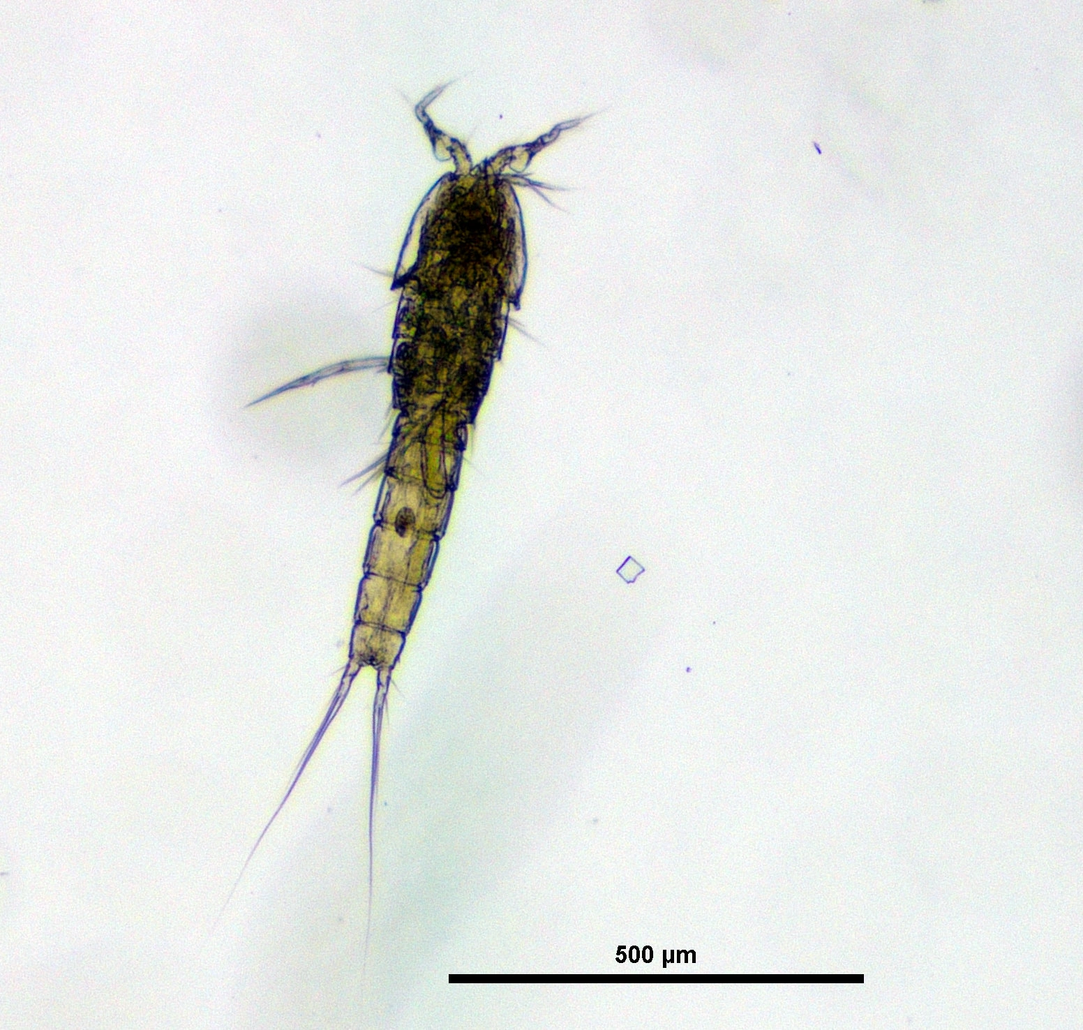 : Elaphoidella gracilis.