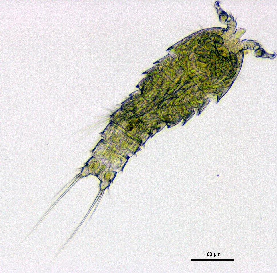 : Mesochra rapiens.