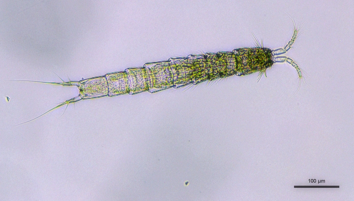 : Parastenocaris brevipes.