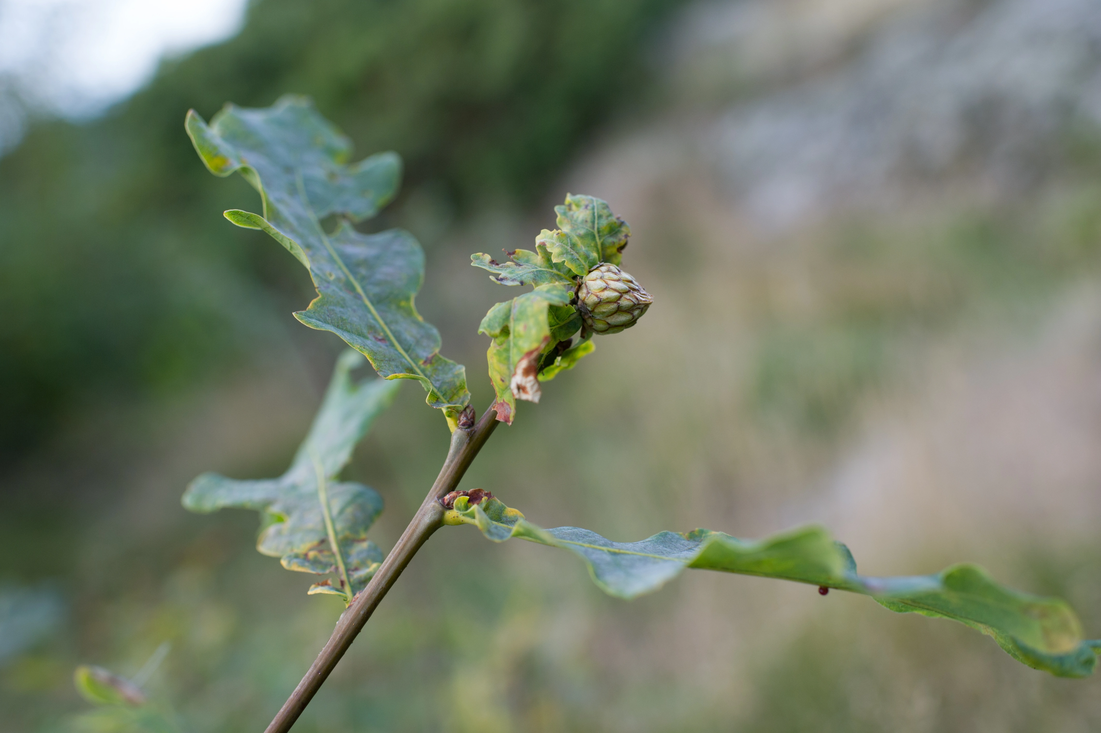 : Andricus foecundatrix.