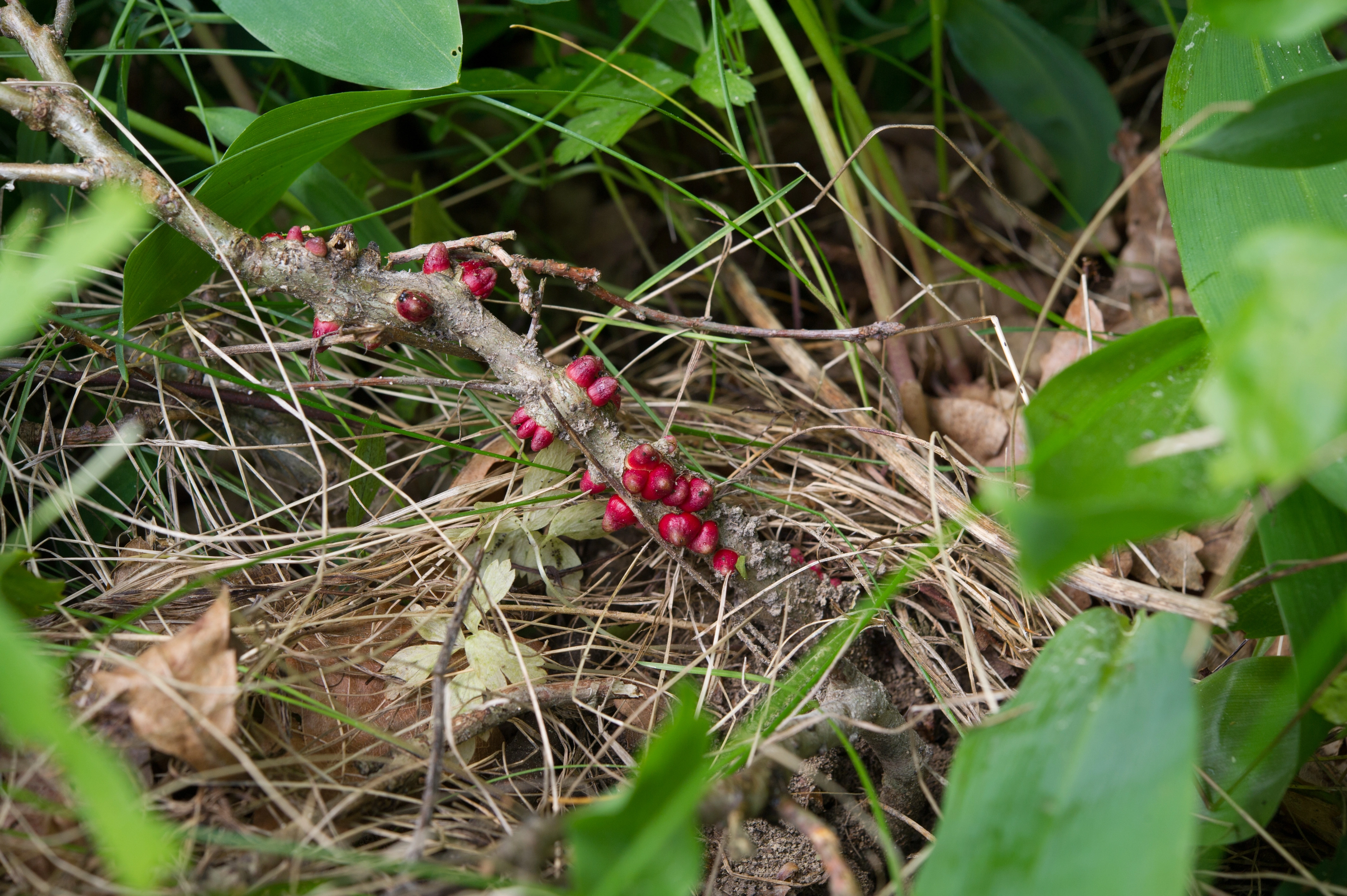 : Andricus sieboldi.