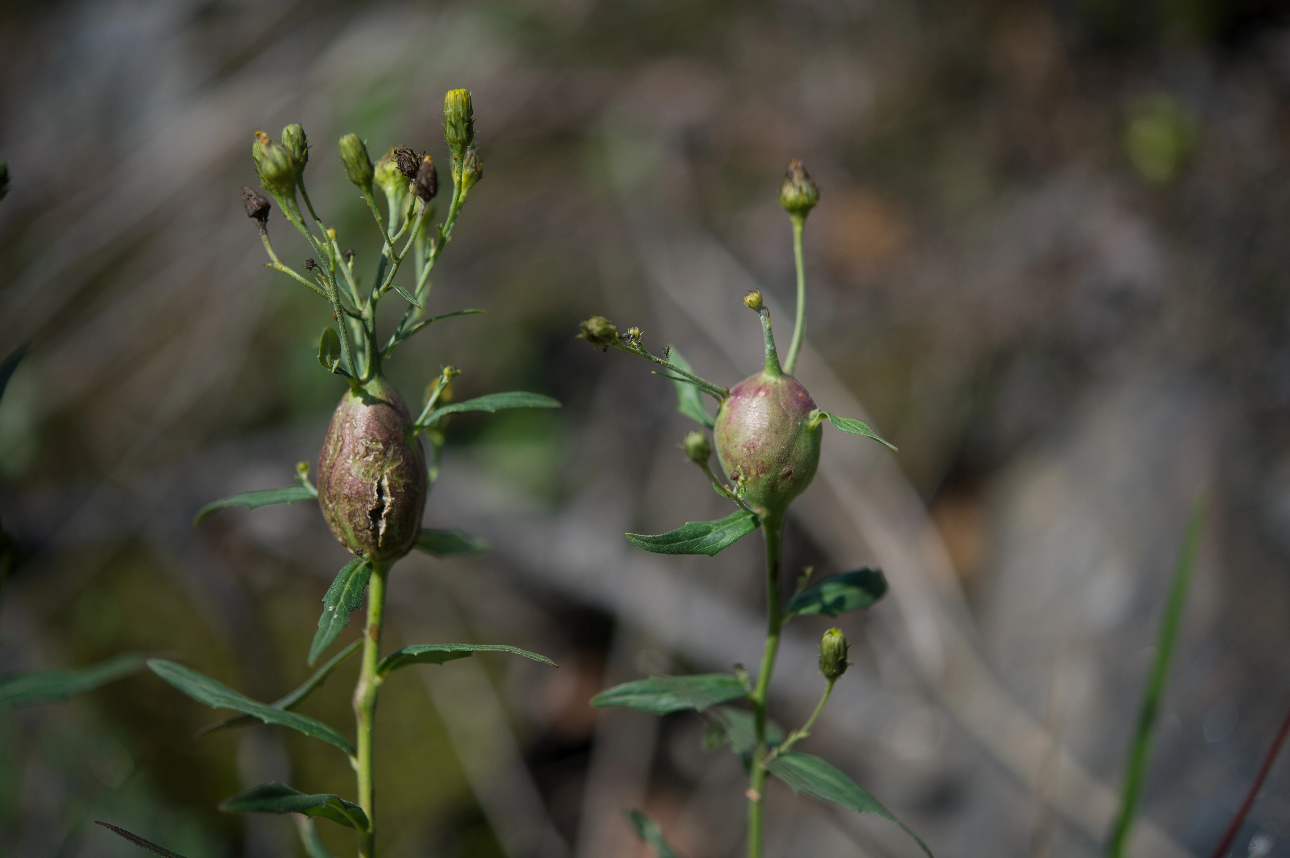 : Aulacidea hieracii.