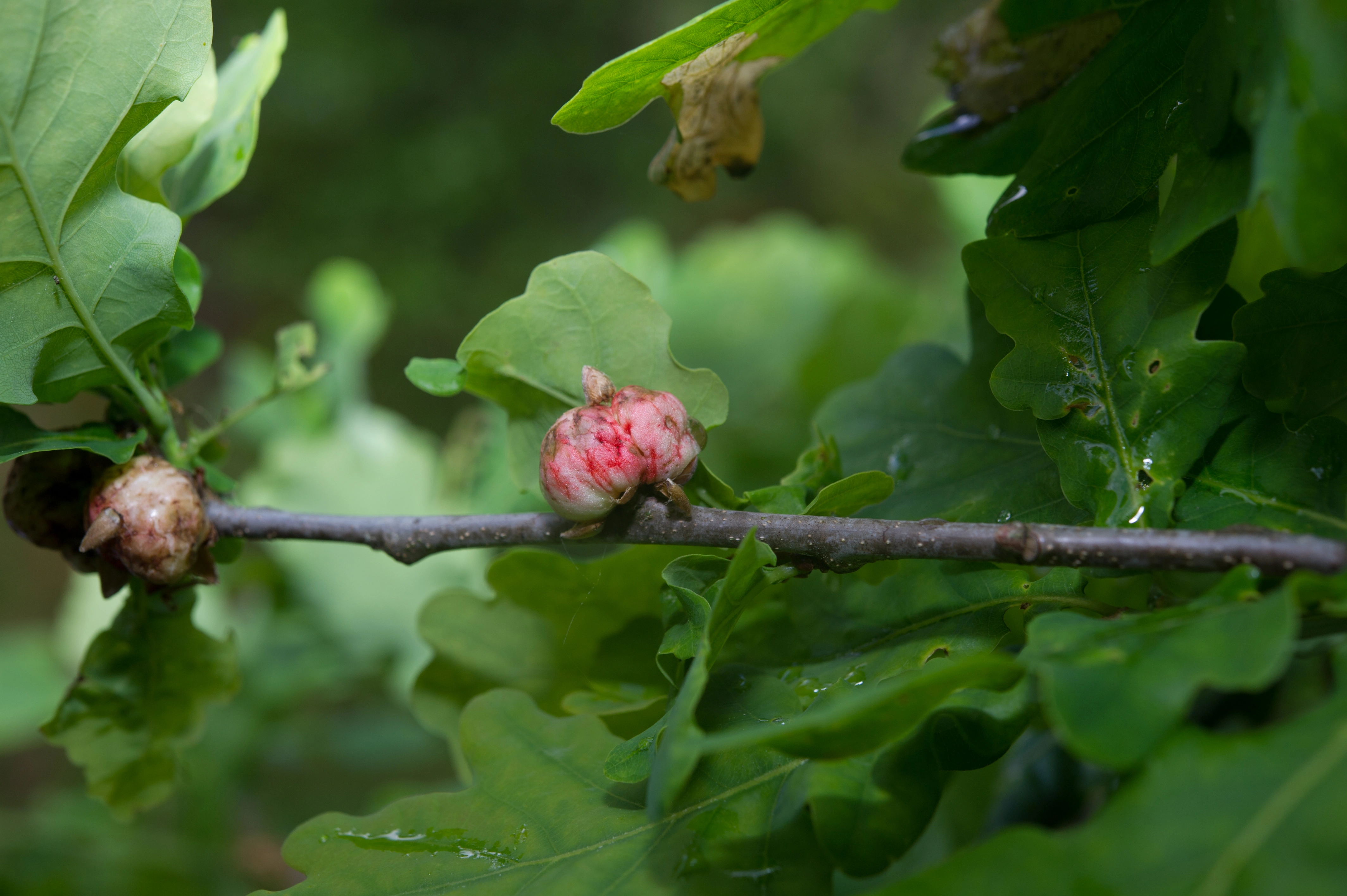 : Biorhiza pallida.