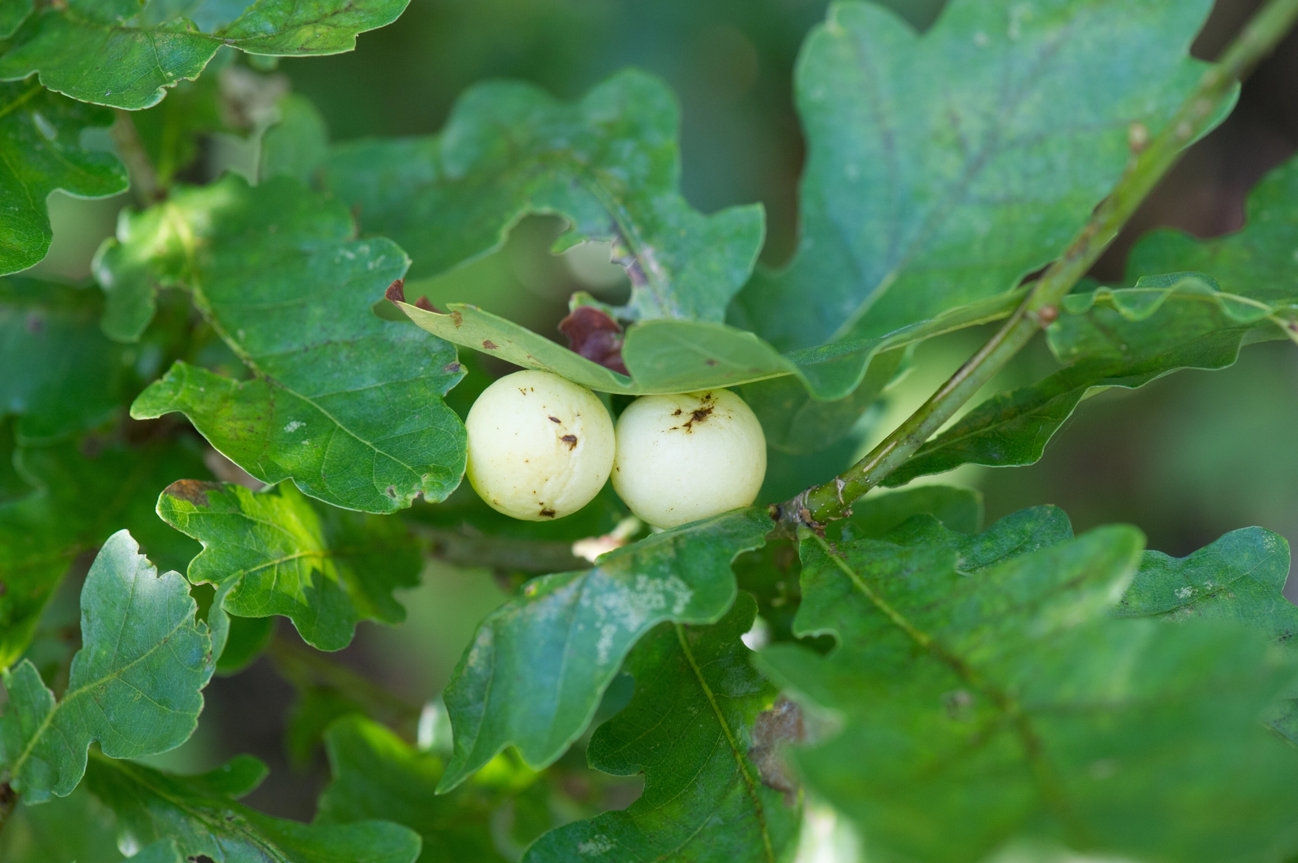 : Cynips quercusfolii.