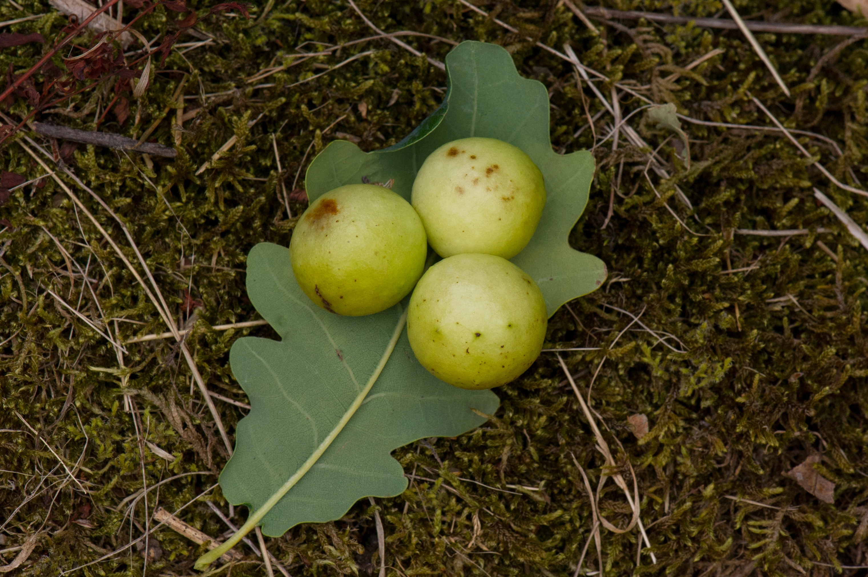 : Cynips quercusfolii.