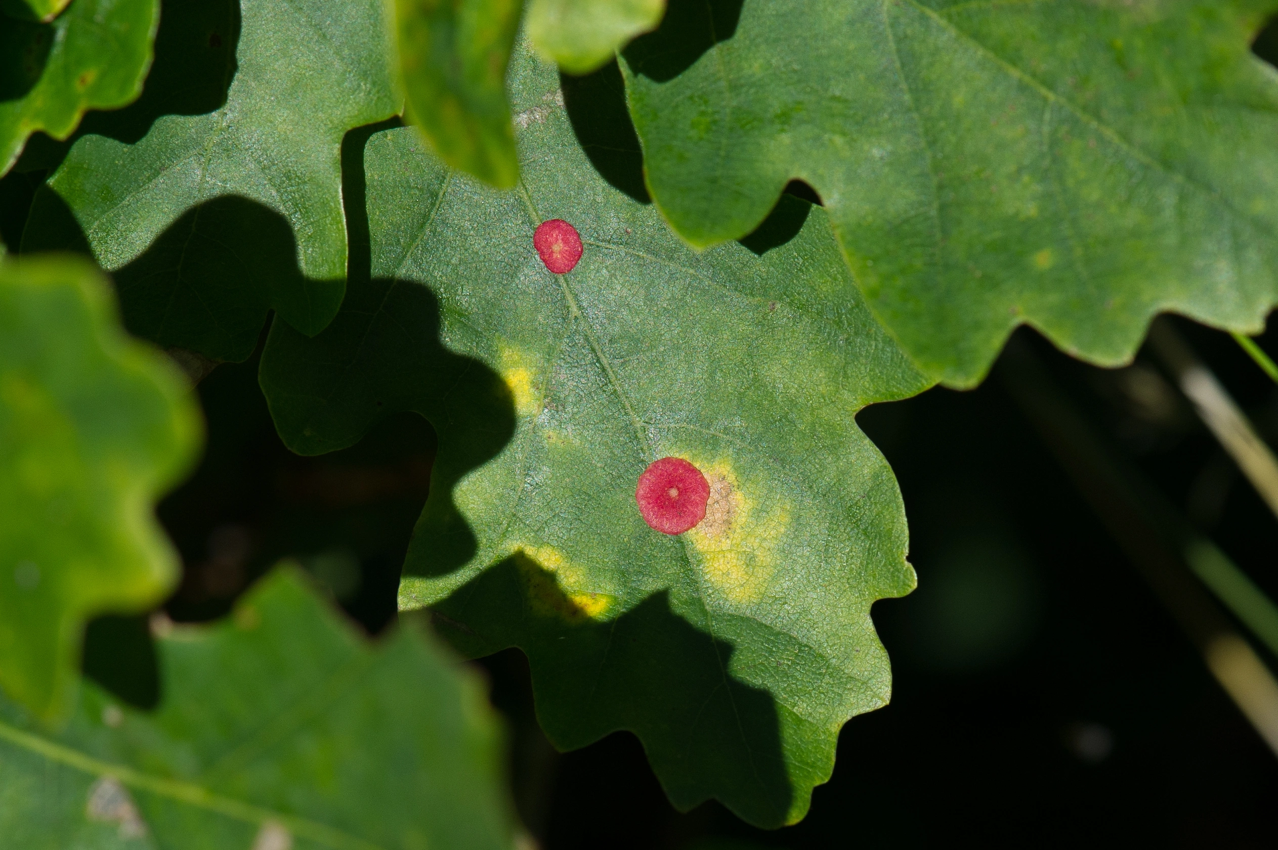 : Neuroterus albipes.