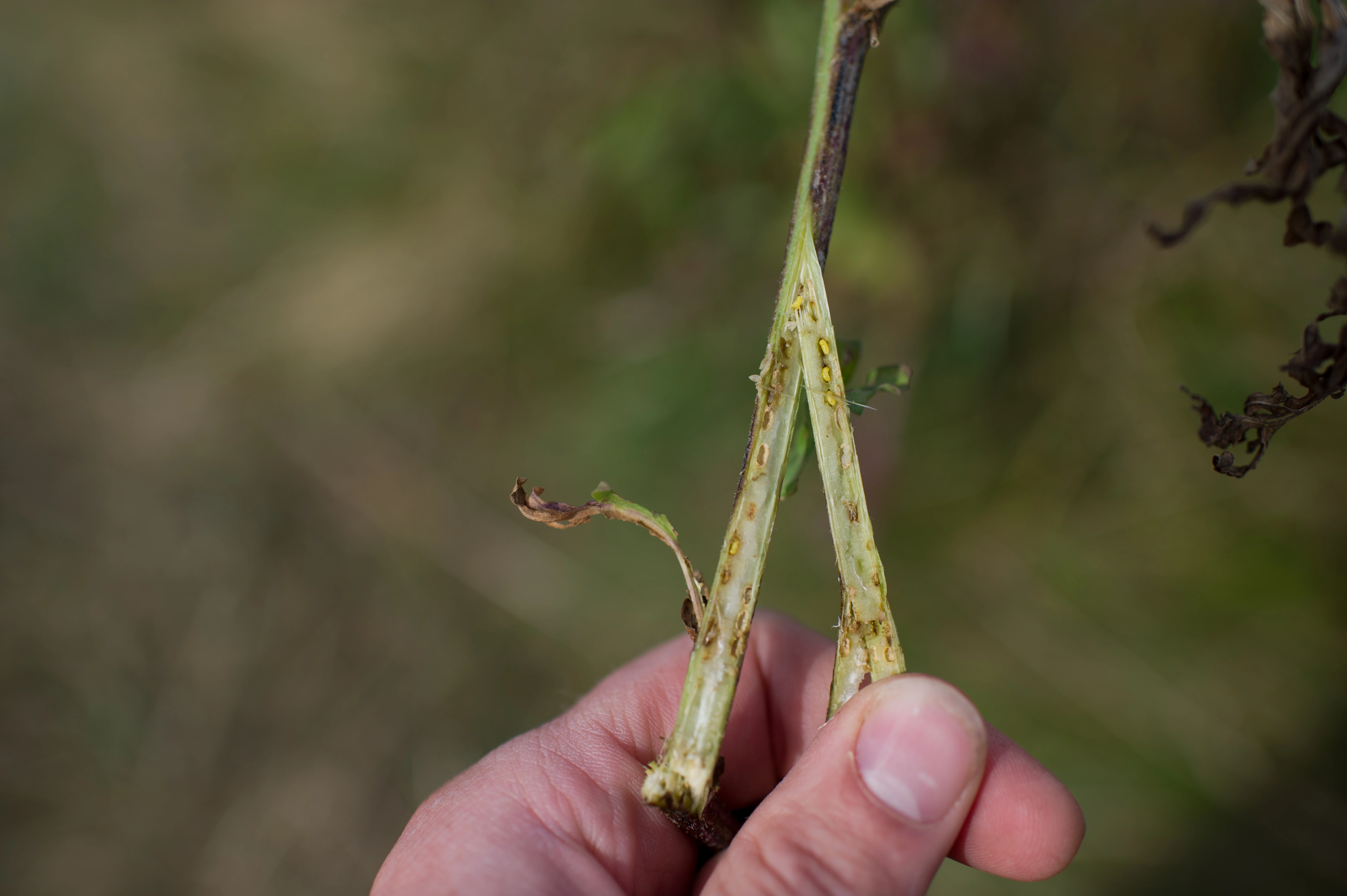 : Phanacis centaureae.