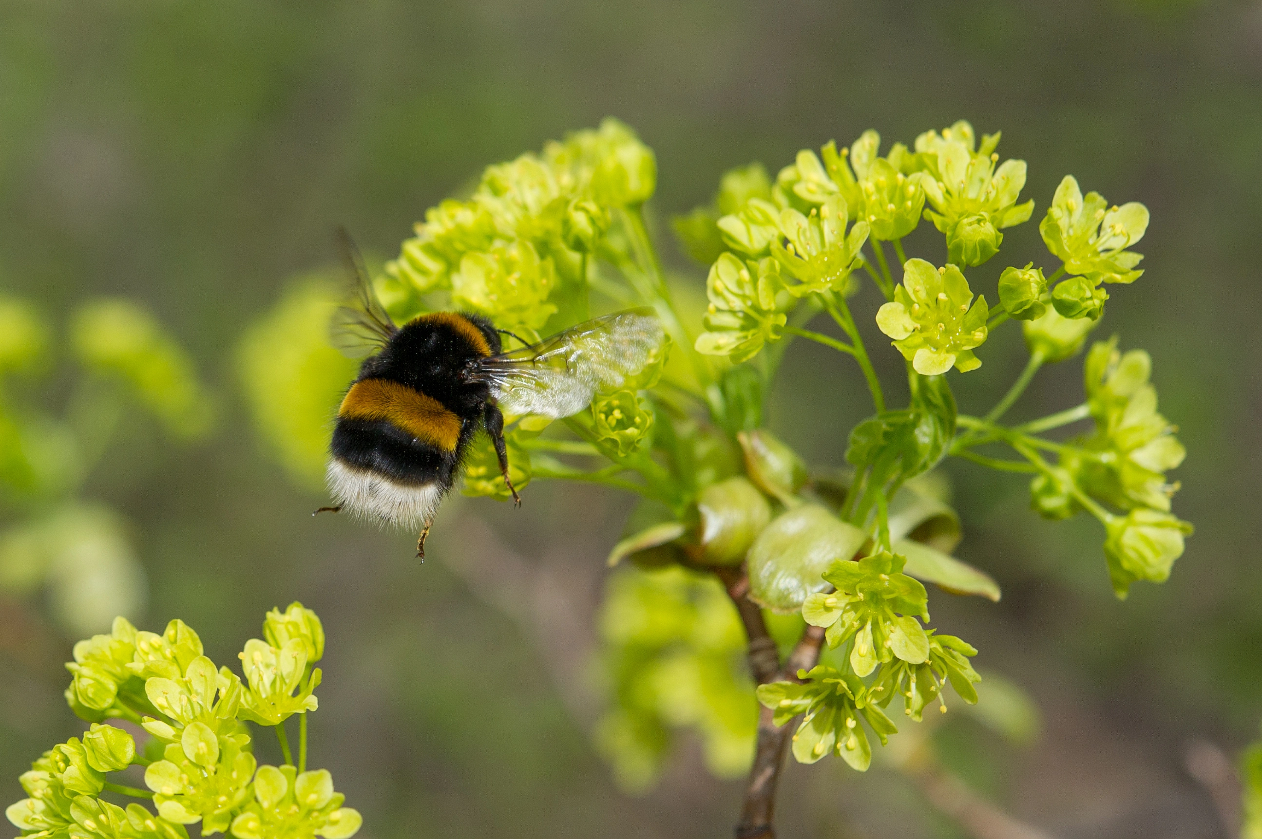 : Bombus terrestris.