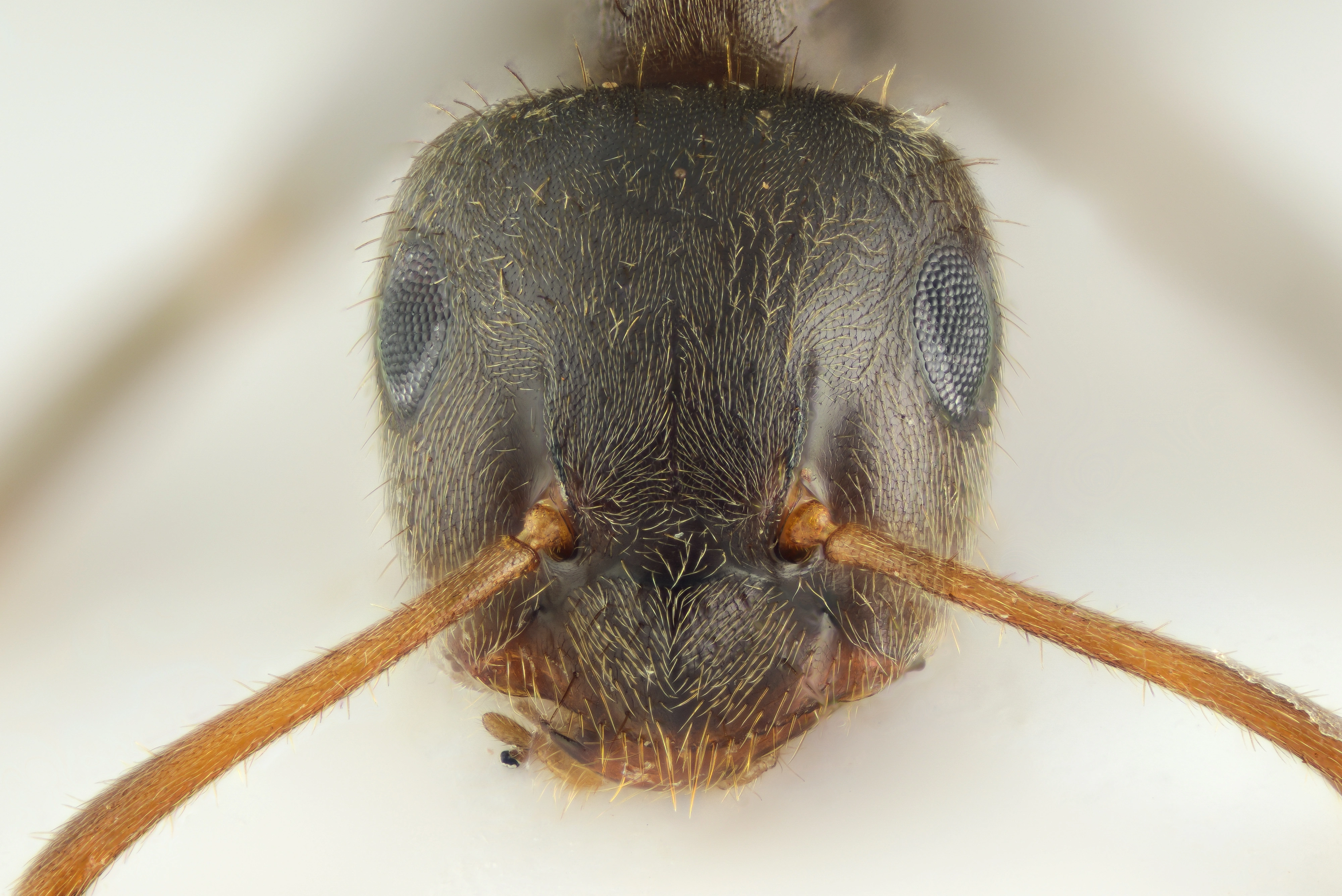 : Lasius niger.