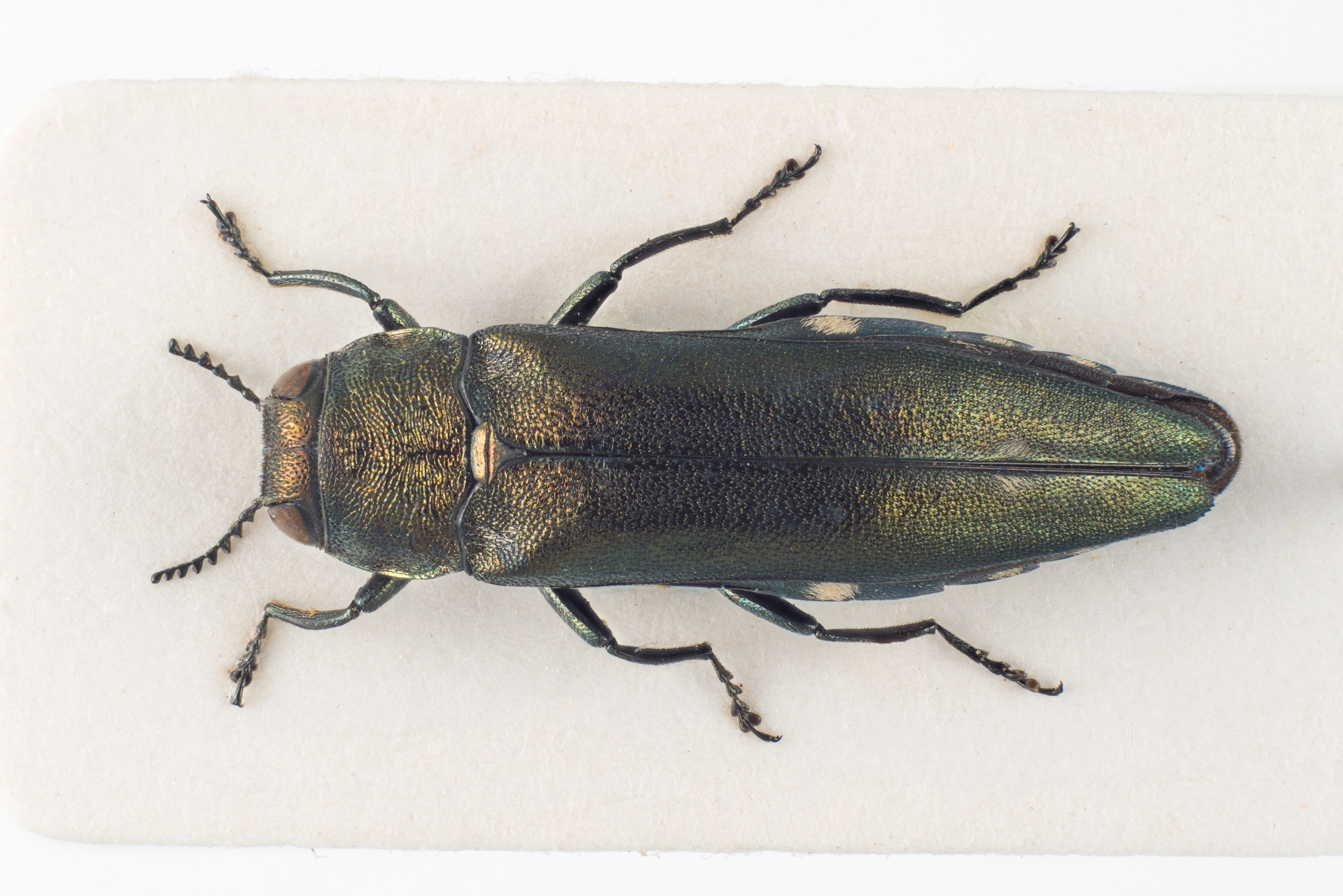 : Agrilus biguttatus.