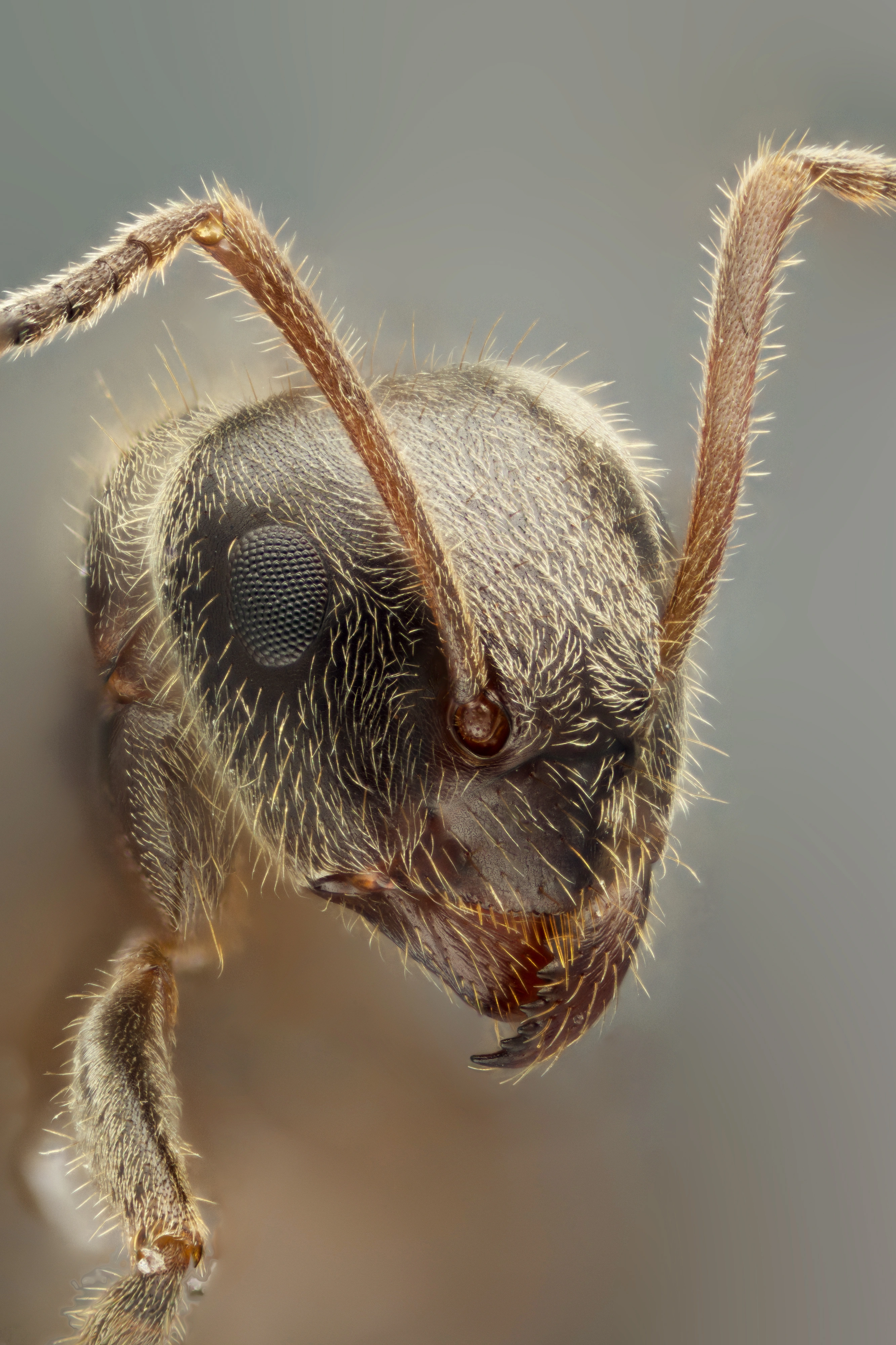 : Lasius (Lasius) platythorax.