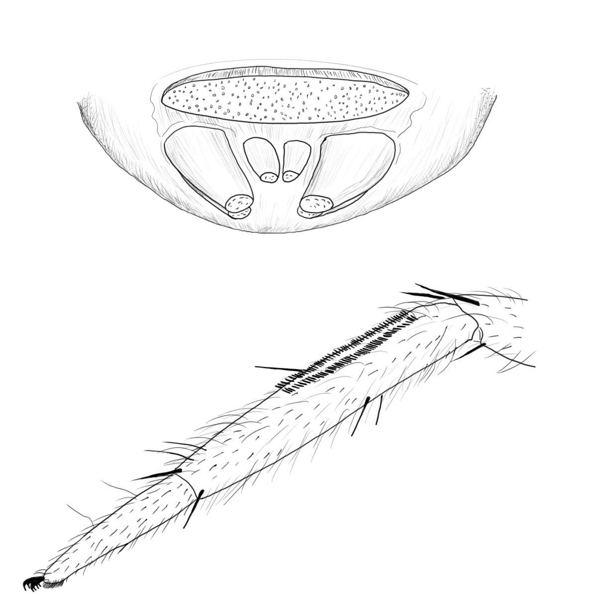 : Uloboridae. : Dictynidae. : Titanoecidae. : Amaurobiidae.