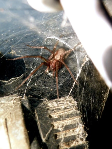 : Tegenaria domestica.