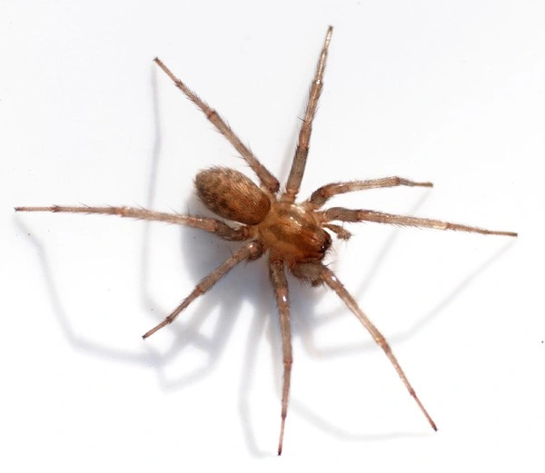 : Tegenaria domestica.