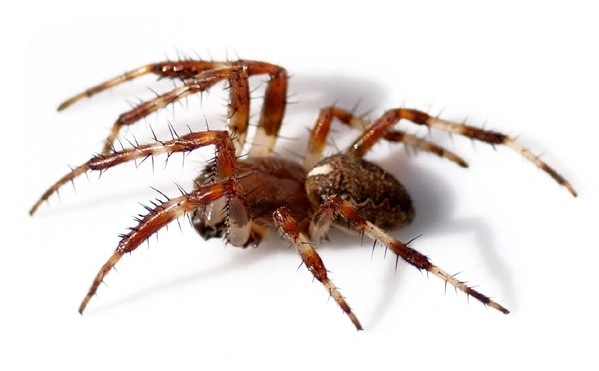 : Araneus diadematus.