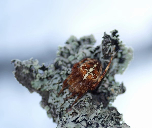 : Araneus diadematus.