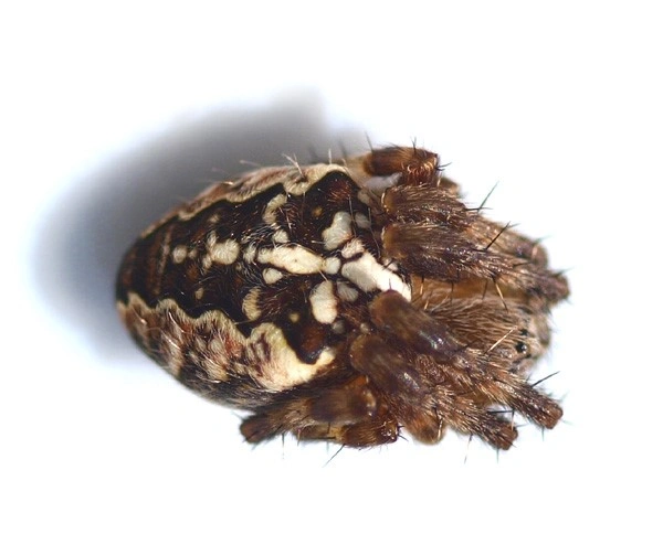 : Araneus diadematus.