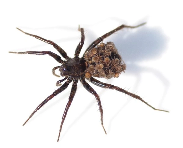 : Pardosa atrata.