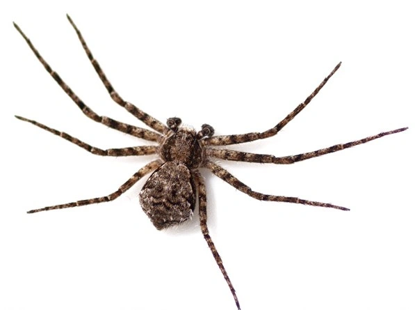 : Philodromus margaritatus.