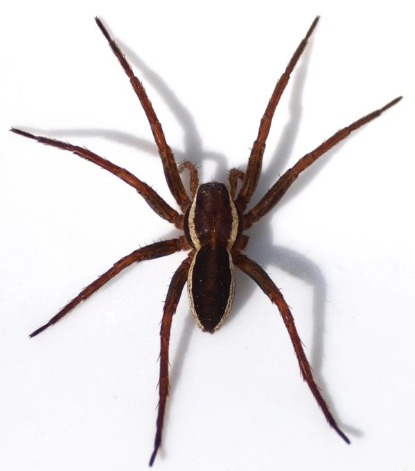 : Dolomedes fimbriatus.