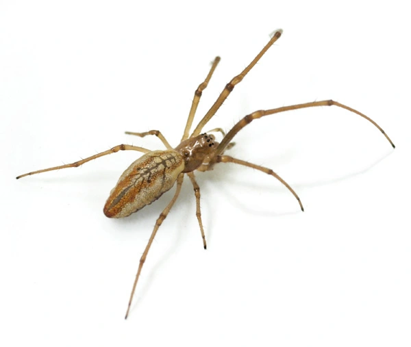 : Tetragnatha extensa.