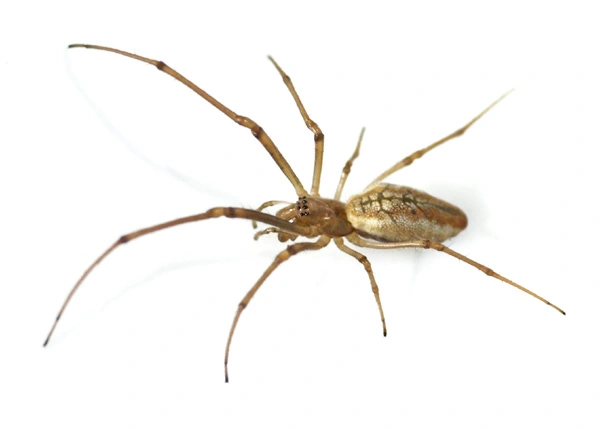 : Tetragnatha extensa.