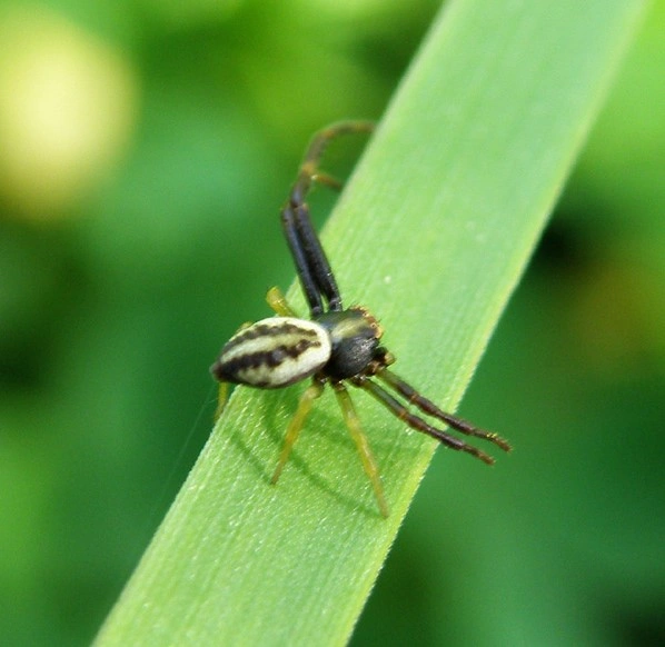 : Misumena vatia.