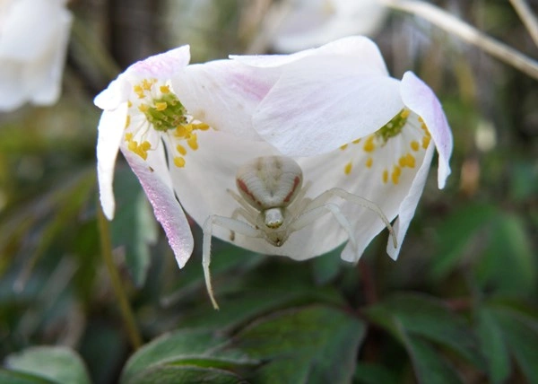 : Misumena vatia.