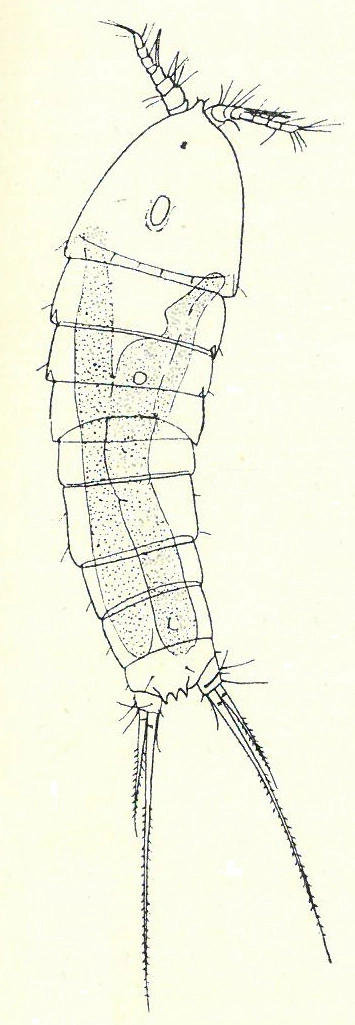 : Bryocamptus weberi.