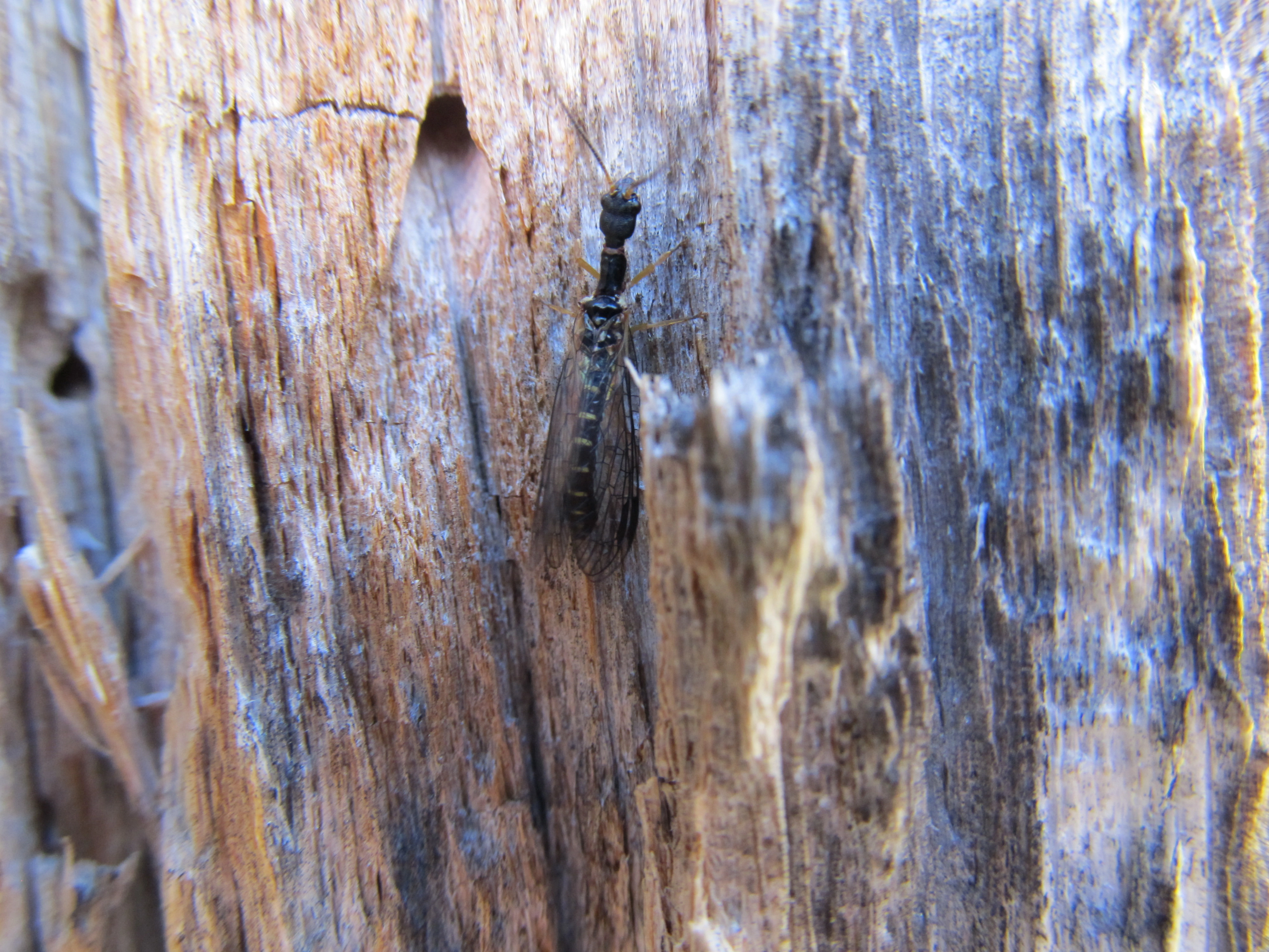 : Inocellia crassicornis.