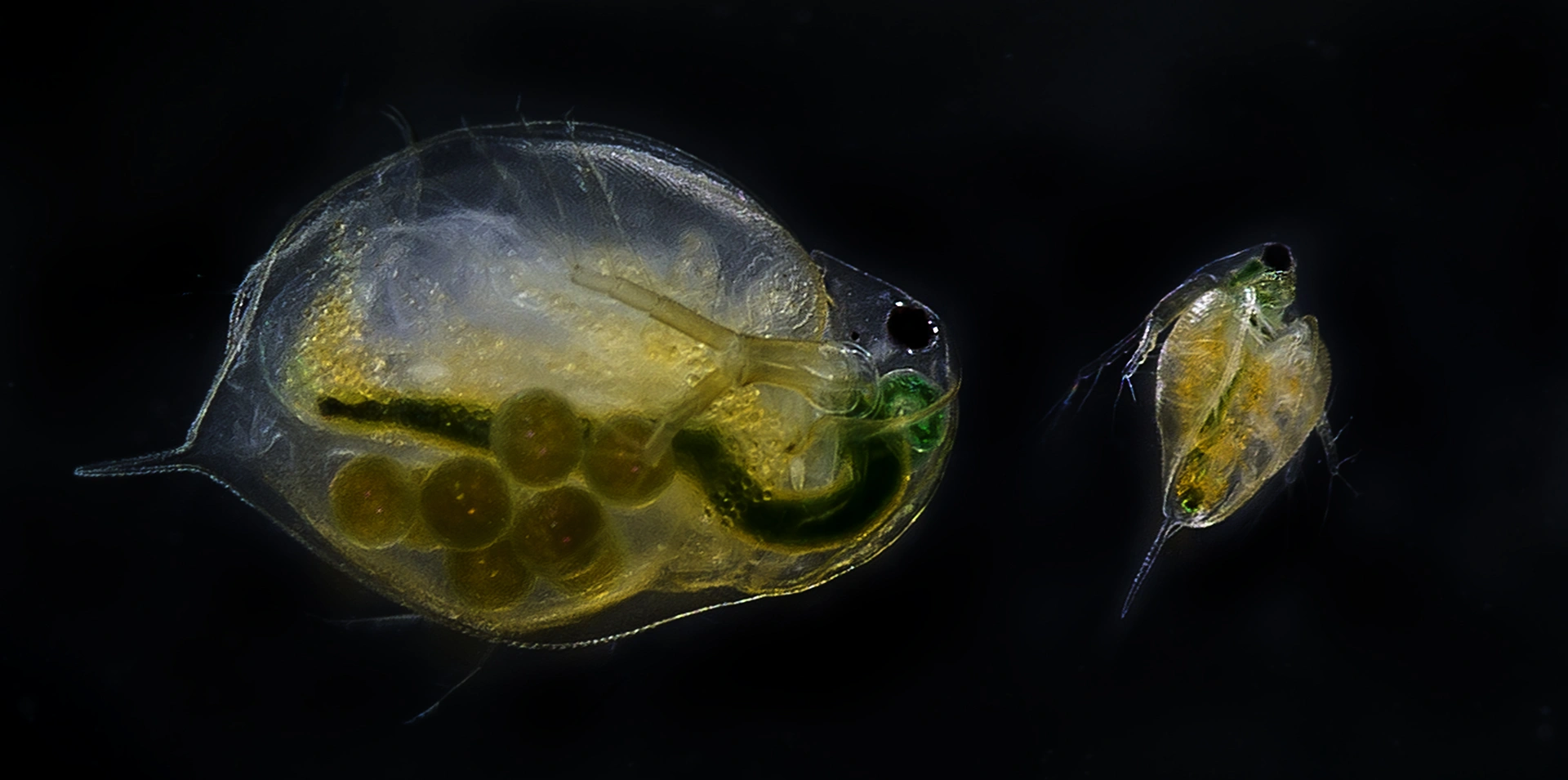 : Daphnia magna.