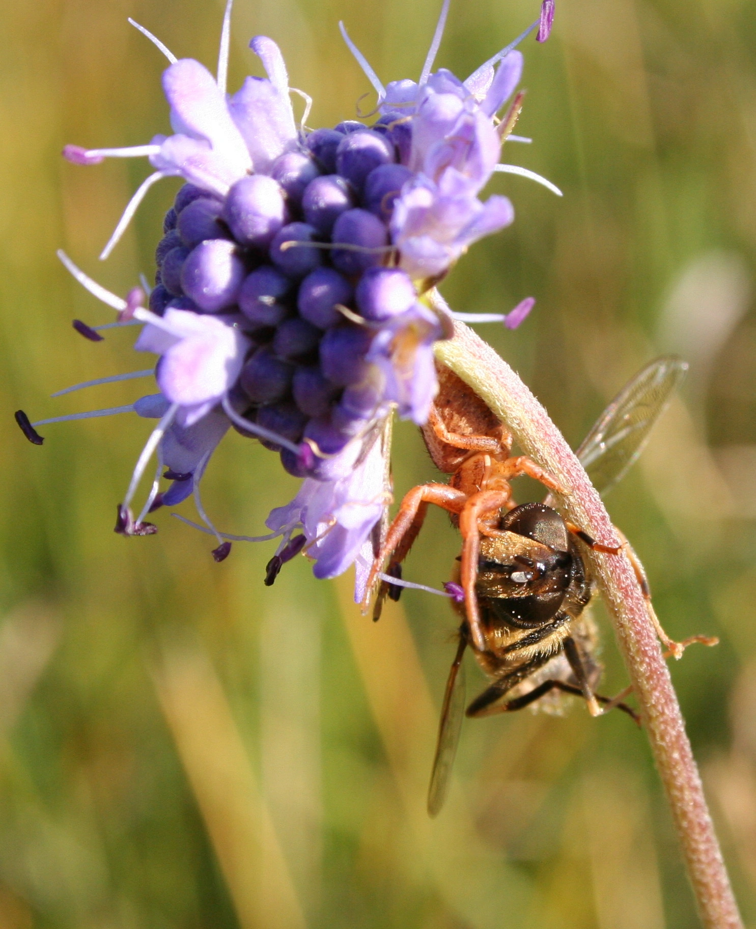 : Araneae. : Syrphidae.