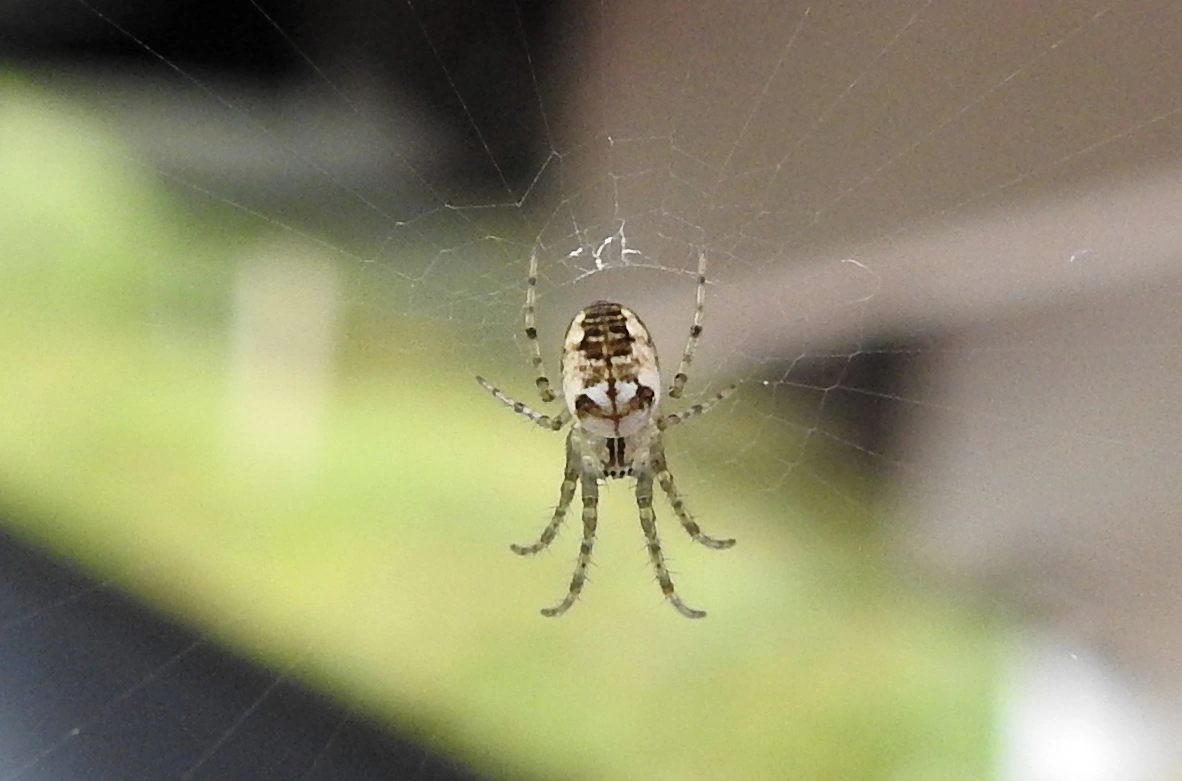 : Mangora acalypha.